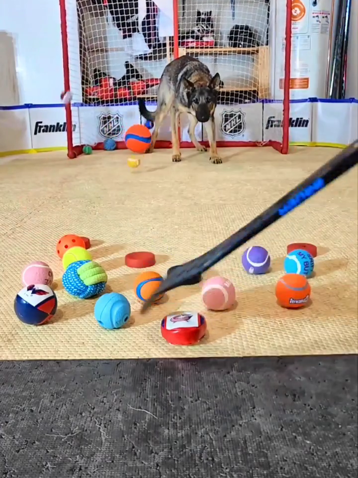 You can't fool this goalie 🐶 (IG🎥: @maggiethegoalie) #Unreel #Extreme #Goalie #Animal #Animaltok