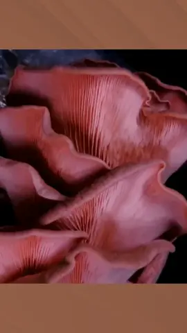 Have you ever wanted to grow your own gourmet mushrooms at home? 