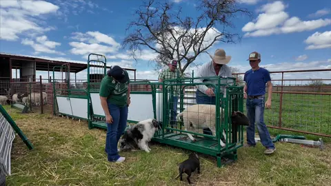 Putting in our new @Shearwell Data RFID ear tags in our sheep. @Shearwell USA #shearwelldata #RFID #EarTag #Sheep #Dorpers #Ranch #KeepRanchin