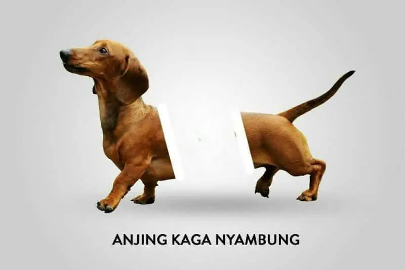 #fypシ #dog #meme #xyzbca #foryou #funyy_videos 