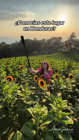 ¿Conocías este lugar en Honduras? @castrolhn  @fincalasabana #traveltiktok #viajestiktok #girasoles 