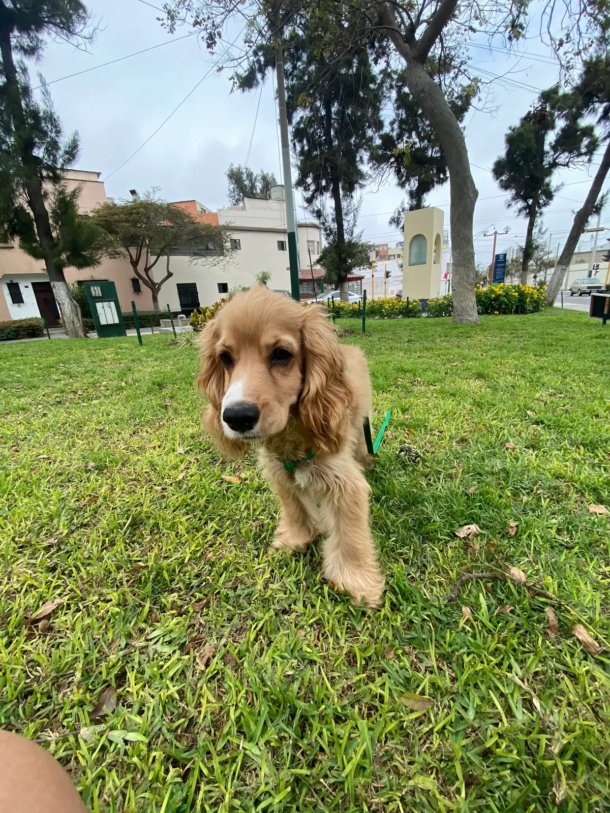 #cockerspaniel #cocker #hijoperruno 