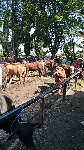 pasar legi ngawi