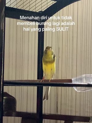 Ojo di inpo ya teman