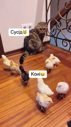 #котиукраїни #котиприколи #гумор 