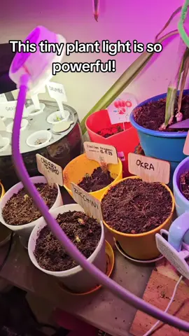 The perfect little grow light for any plant. Mines helping light up some baby seedlings since it's been rainy and gloomy so I haven't put the little guys outside yet. This covers a good amount of space considering how little it is. And the plants are growing well so they like it!!! #growlight #plantlight #gardentiktok #gardeningtiktok #tomatos #okra #cucumbers #strawberries #gardening #seedlings #seedstarting #backyardgarden #TTSACL #ttscreatorbash 
