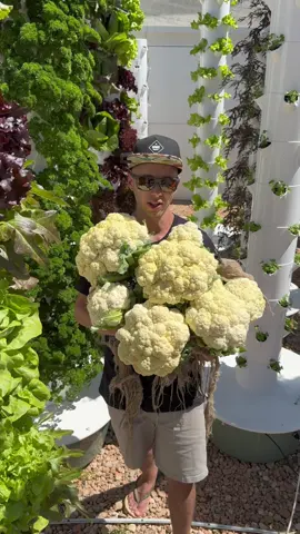 10 cauliflowers harvested from one aeroponic tower. Cauliflowers can take between 8 to 12 weeks to reach maturity depending on the variety. #farming #cauliflower #verticalfarming #hydroponics #agriculture #aeroponics #gardening #brassica 