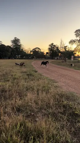 One of these little guys is looking for a new working home! Pm me for more info #jalsteadworkingkelpies #workingdogs #stockdogs #kelpie #dogsoftiktok #fyppppppppppppppppppppppp #sheepdogs #cattledogs #fyp 