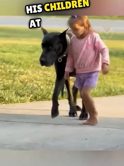 Dogs are willing to do anything to protect this little girl 👧🐕😍