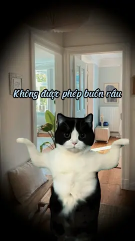 Một chút vô tri đáng iu cho đời thêm vui #cat #meme #xuhuong 