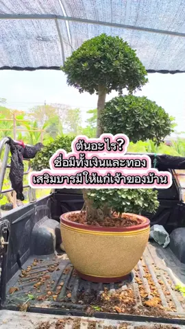 ต้นอะไร?ชื่อมีทั้งเงินและทอง เสริมบารมีให้แก่เจ้าของบ้าน # ต้นช้อนเงินช้อนทอง#ร้านภูเรือพรรณไม้ #ร้านต้นไม้ลาดกระบัง #ร้านต้นไม้ลาดกระบัง54 #ซอยวัดศรีวารีน้อย #tiktokuin #tiktokshop 