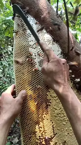 Today I came to the mountains to pick honey The wild honey is really good it's quite big Thank you for the gift from nature documentary on wilderness survival real outdoor shooting#Mobilegamerecommendations