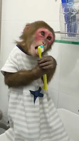 #fyp #tiktok #fup #animal #monkey #pet 这是刷牙还是在吃牙刷啊😄😆