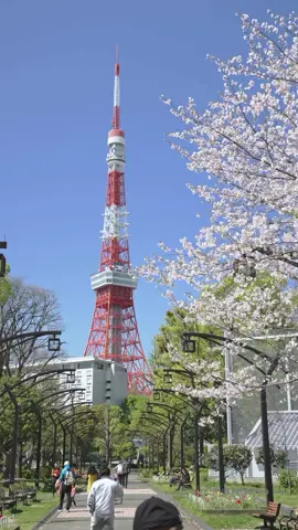 Bunga sakura di Taman Shiba No. 4 dan Menara Tokyo  #tokyo #tokyoskytree #japan #桜 #春 #flowers #sakura #japanvibes #cherryblossom #japantrip #japantravel #japanese #日本 #japan 