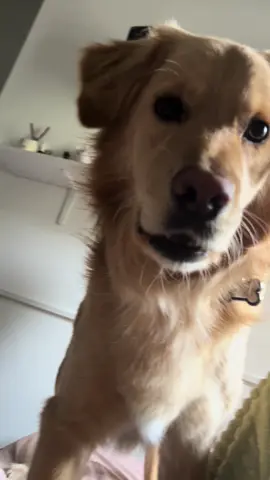 Even Goldy is afraid of mom🙄😂  #goldy #golden #goldenretriever #fyp #foryoupage #foryou 