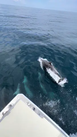 some canyon dolphin having fun off the bow #dolphin #dolphins #boatlife #boat #fishing #fishinglife #paradise #whales #viral #fyp #ocean #oceanlife @Costa Sunglasses 