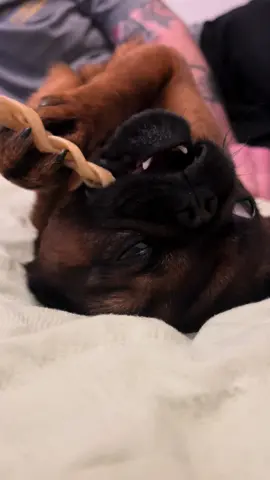 Bean’s chewing ASMR  #asmr #asmrsounds #dogasmr #fyp #viral #fypシ #dogsoftiktok #cutedog #tiktokdogs 