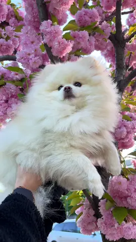 Perfect 🌸😍 #шпіц #spitz #pomeranian #шпіцпомеранський #dogsoftiktok #cutedog #perfect #sakura #spring 