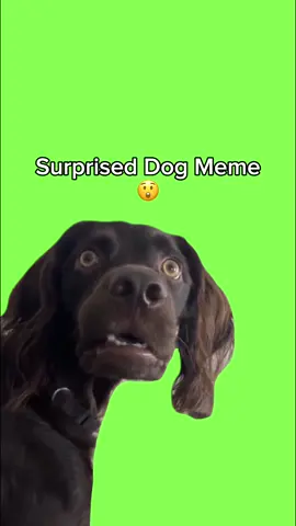 Surprised Dog Meme #dogmeme #petmeme #funnymemes #viralmeme #fyp #capcuttemplate 