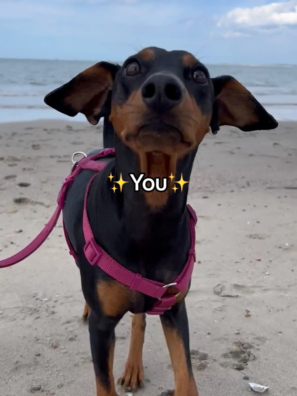 You and me…👹 #dogsoftiktok #dog #dogsofttiktok #dogs #funnydog #dogfail #doggo #fyp #viral #trending 