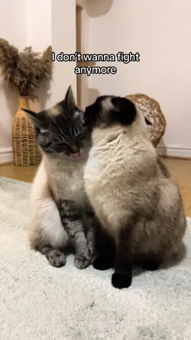 its not me its the parasites 👹 #catsoftiktok #cattok #PetsOfTikTok #foryou 