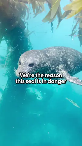 Seal swims over to tickle her diver best friend whenever she sees him ❤️ We caught up with the lucky guy, @Michael Boyd, who cleans up ocean trash and gets the best thank you from the harbor seals! And join us in celebrating #earthmonth 🌎 Keep up with the work @Pacific Marine Mammal Center and @Marine Mammal Care 