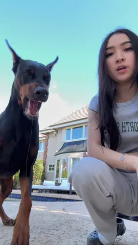 Let’s train my four year old toddler👹 #doberman #DogTraining #dog 