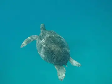 comel penyu ni kan?? j gi tgk penyu sama-sama nak??? #fypシ #fyp #fypシ゚viral #pulauperhentian #pulauterengganu #pakejdaytripmurah #daytripperhentian #travel #island #perhentianisland 