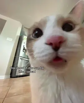 #xh #cat 