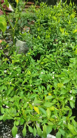 lama gak update cabe #cabe #caberawit 