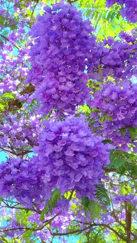 #xuhuong #fyp #muahoa #đến Côn Minh ngắm phượng tím thôi mn ơi!