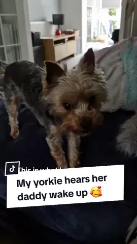 She's so loyal I swear! #yorkielover #yorkiesofficial #yorkiemommy #yorkiemum #yorkiesoftiktok #yorkiemommy #yorkieterriers #yorkieterrier #cutedog #cutedogs 