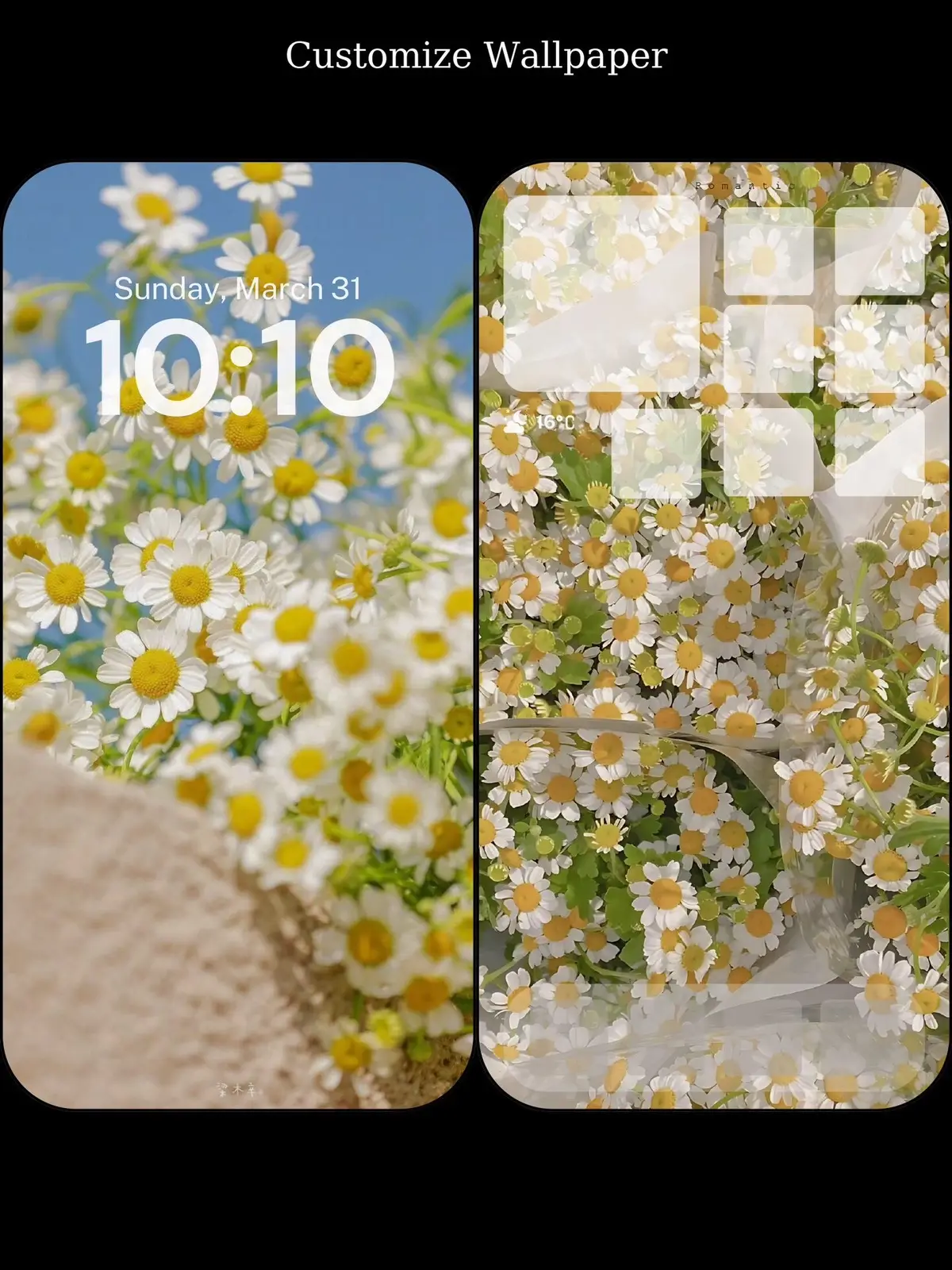 #wallpaper #hinhnen #iphone #dienthoai #phukien #oplungdienthoai #daisy #flowers 