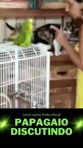 #tiktok #papagaio #papagaioverdadeiro #papagaiofalante #papagaioengraçado