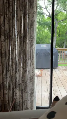 Deb is indeed the most dangerous animal if you consider chill chickens with a limp to be threatening.  #chickens #backyardchickens #eastereggerchickens #petchicken 