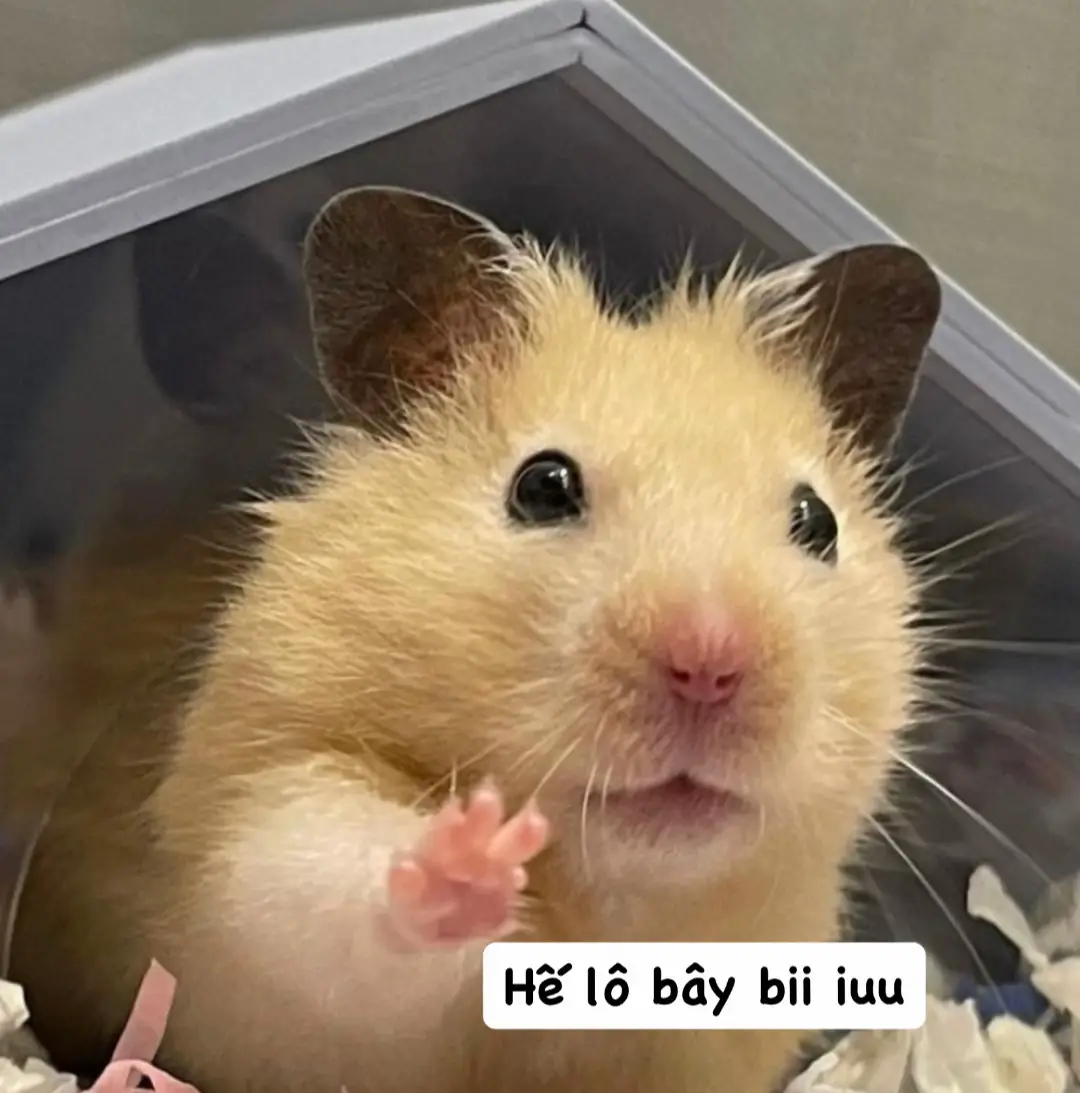 Hình nò mấy bàaaa #fypシ #viral #hamster 