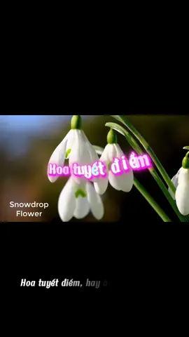 Làm hoa tuyết điểm bằng kẽm nhung #bestiee0797 #handmade #lamhoabangkemnhung #hoahandmade #hoatuyetdiem #DIY 