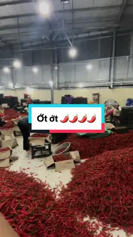 Năm nay ớt nhiều quá bán quài không hết 😅😅😅#chiliexport #ottuoixuatkhau #toanbanot #laot 