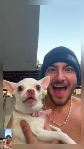 #dog #pet #funny #chihuahua #foryou 