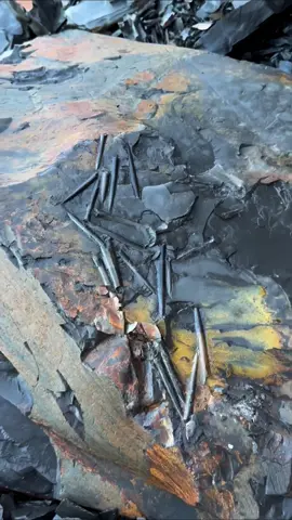 Exposing a perfect Jurassic Belemnite deathbed (Squid-like creature) which was in a large loose shale slab🦑🦑 This is the ‘Belemnite Guard’, which was the tough inner part of the belemnite 🏝 The soft tissue rarely preserved properly, however many great examples have been found in other parts of the world 🌎 Thank you in advance for supporting our page! 🐊 #natural #nature #fossil #fossils #ancient #animals #art #ammonite #ammonites #dinosaur #scientist  #minerals #paleontology #whitby #geologist #dorset #geology #charmouth #jurassic #yorkshire #fyp 