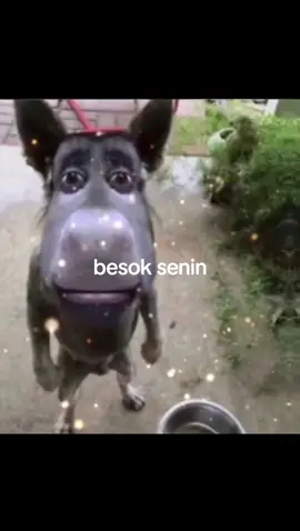 mls bgt