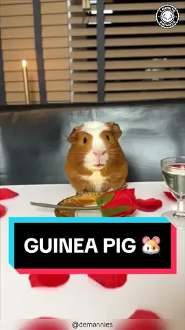 Guinea Pig 🐹 Cutest & Loudest Pets! #guineapig #guineapigs #piggy #guineapigsoftiktok #guineapiglove 
