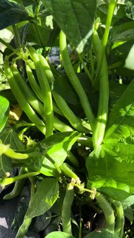 Such beautiful green bean #growyourownfood #homegrown #vegetables #gardens #australia #gardening #fypシ 