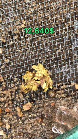 12,000 Gold Nuggets in Nature! 🌲💰⛏️ #satisfying 