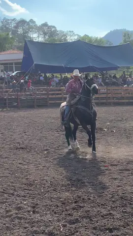 Caballito bueno 🤌🏽 #parati #cuafrisian #caballos #caballosbailadores #michoacan #etucuaro 