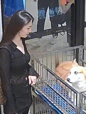 Dậy tiếp khách nè trờii ơi #pet #corgi #chó #xuhuong #viral #funny