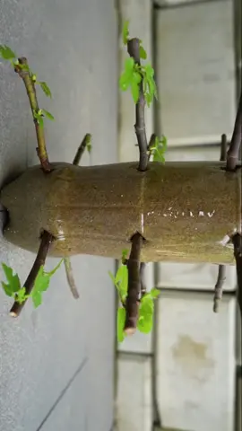 #fypシ #plants #plantslife 