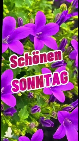 Schönen Sonntag  #CapCut #grüße @adolina22 