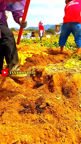 Kunci sukses menanam kentang dengan baik #fyp #trending #viral #reels #shorts #fruit #berkebun #gardening #agriculture #buahbuahan #fruits #farming #fypシ 