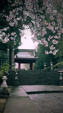 Taisei-ji Temple (Shizuoka) / 大石寺 The falling cherry blossoms are also beautiful🥰🌸 Please Share🥰😊🙏 Please follow 👉@japan_walker_  #japan #japantravel  #japantrip #anime #animejapan #japananime #japan🇯🇵 #traveljapan  #tripjapan #shizuoka #shizuokaprefecture #fujinomiya #taisekiji #大石寺 #富士山 #富士 #富士宮 #tokai #東海 #temple #japantemple #visitjapan #sakura #sakura🌸 #桜 #桜並木 #さくら #japón #japon 